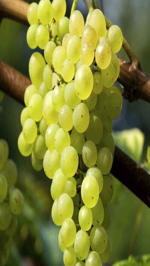 Grapes Production in India ଦେଶର ସେହି ରାଜ୍ୟ ଯେଉଁଠାରେ ହୋଇଥାଏ ସର୍ବାଧିକ ଅଙ୍ଗୁର ଉତ୍ପାଦନ