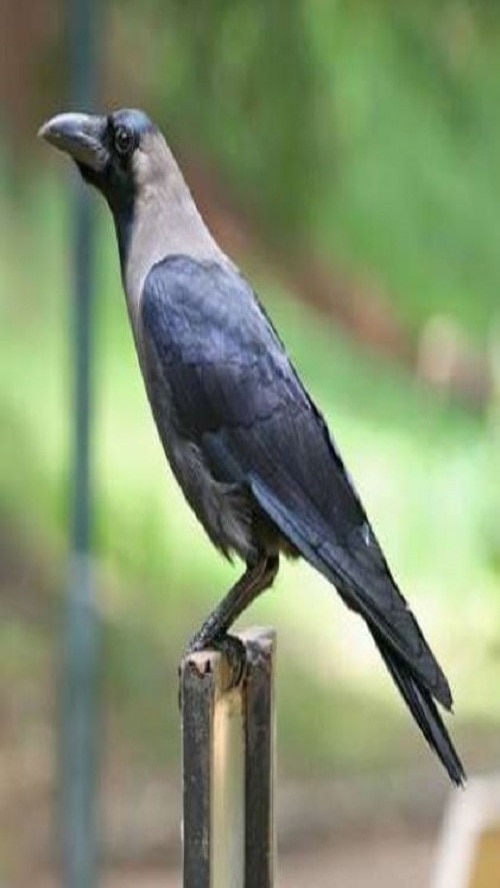 bird